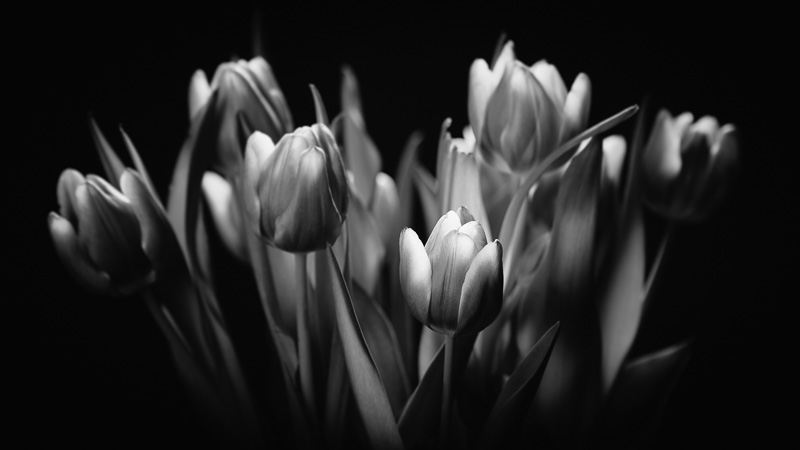 Tulip