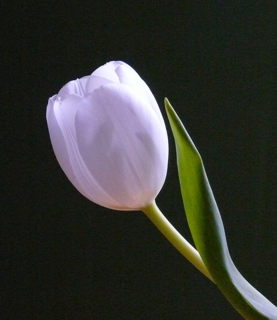"Tulip"
