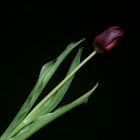 tulip