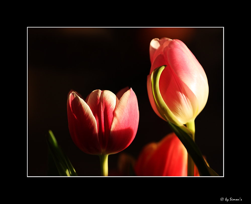 Tulip