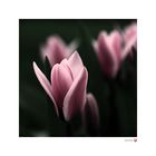 Tulip*