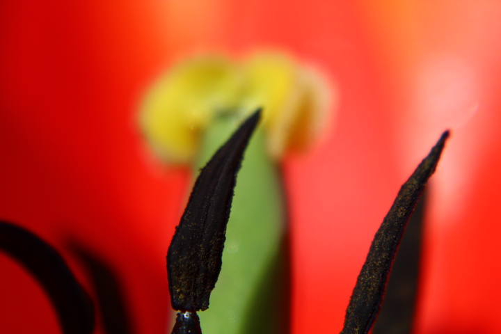 tulip von Dark Candy 