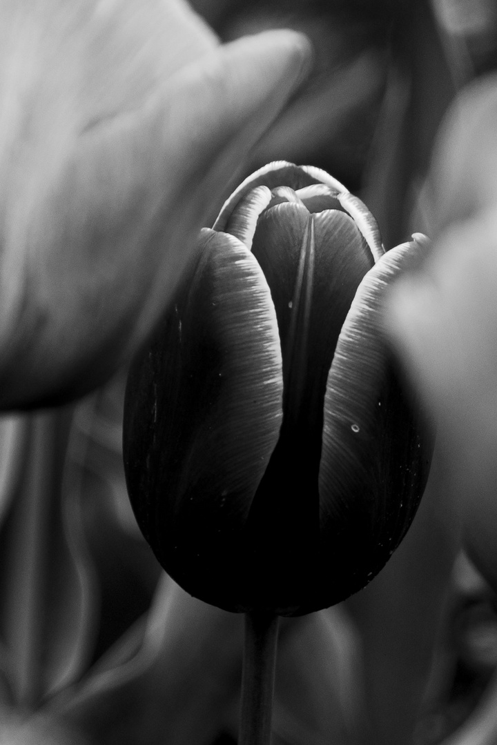 tulip