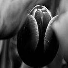 tulip