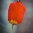 Tulip