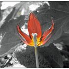 -- Tulip --