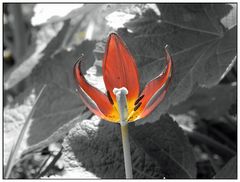 -- Tulip --