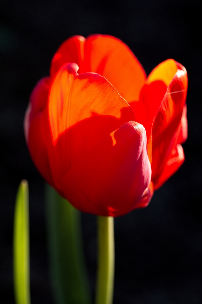 Tulip
