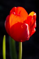 Tulip