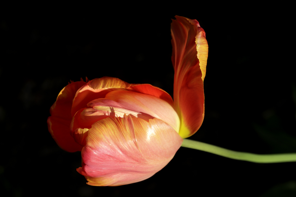 Tulip