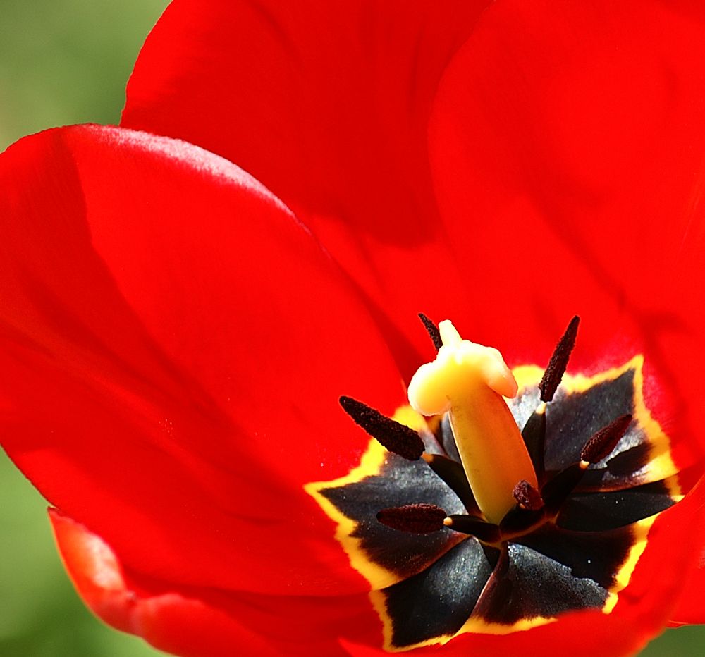 tulip