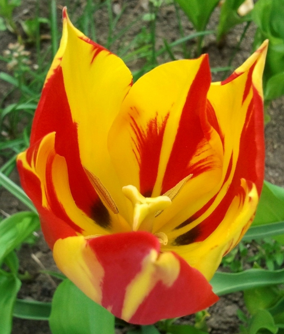 tulip