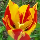 tulip