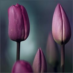 Tulip