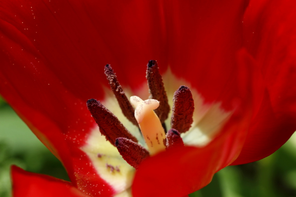 Tulip