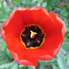 tulip