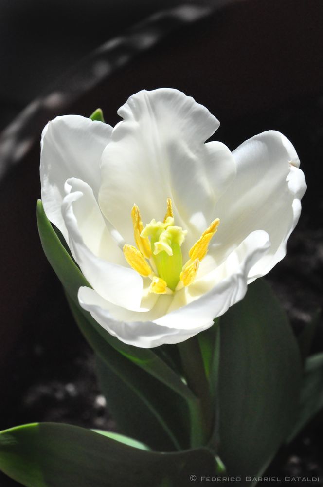 Tulip