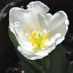 Tulip