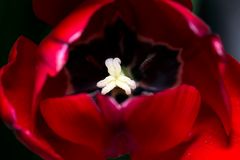 Tulip