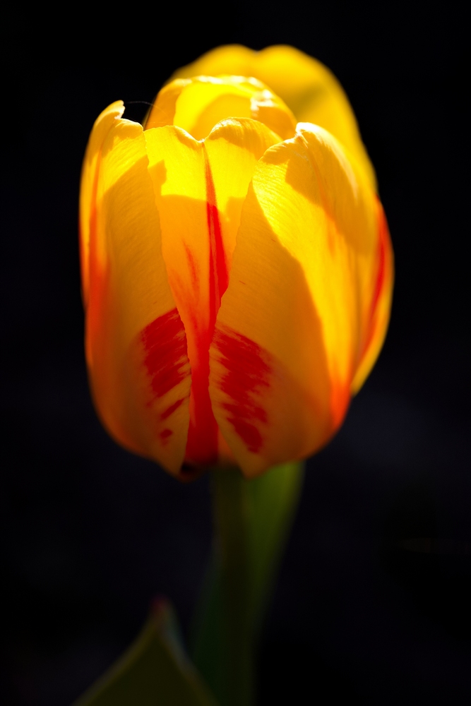 Tulip