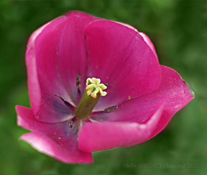 Tulip