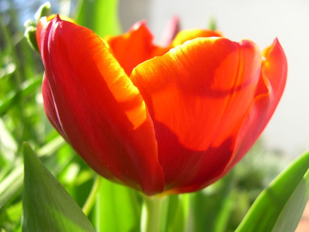 tulip