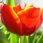 tulip