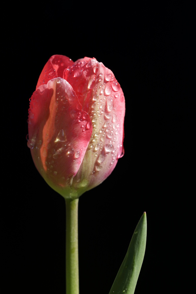 Tulip