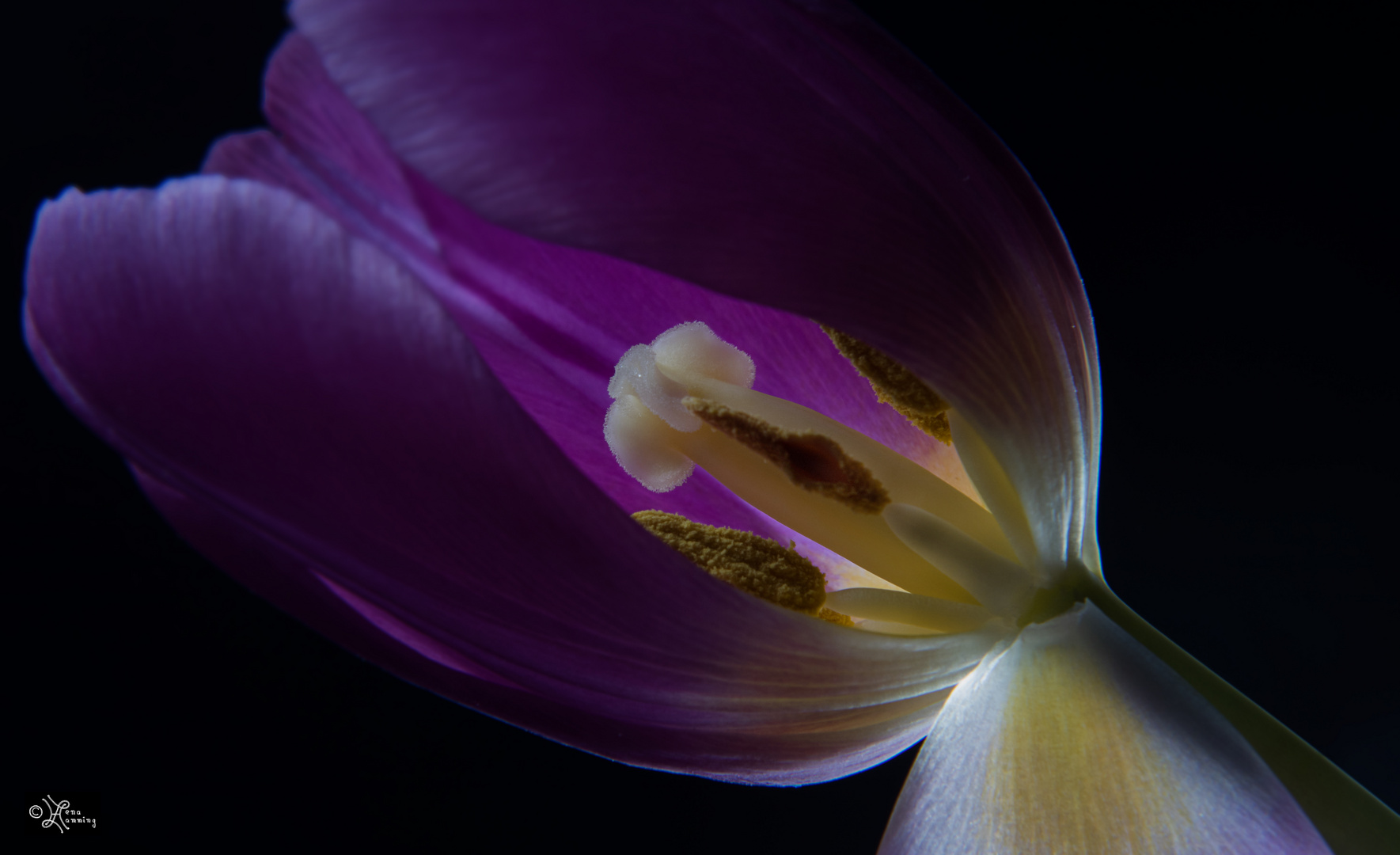 Tulip