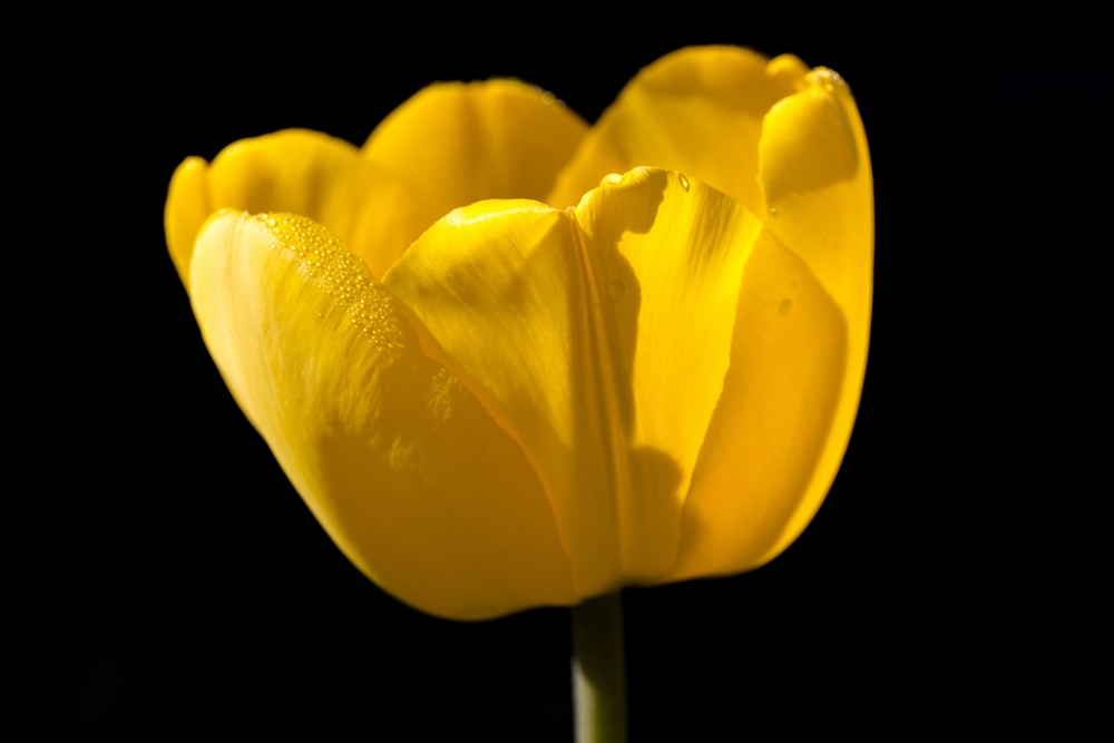 Tulip