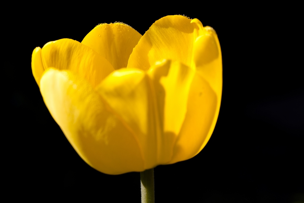 Tulip