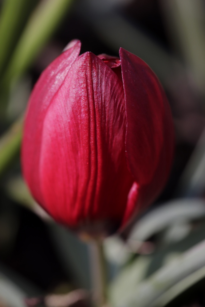 Tulip