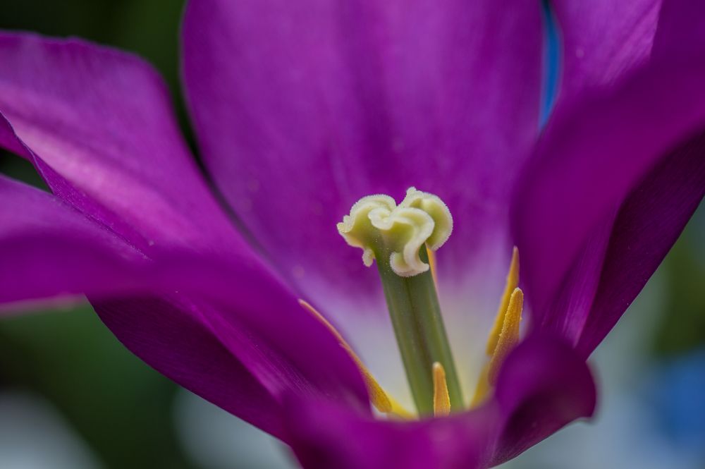 Tulip