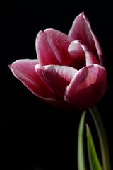 Tulip