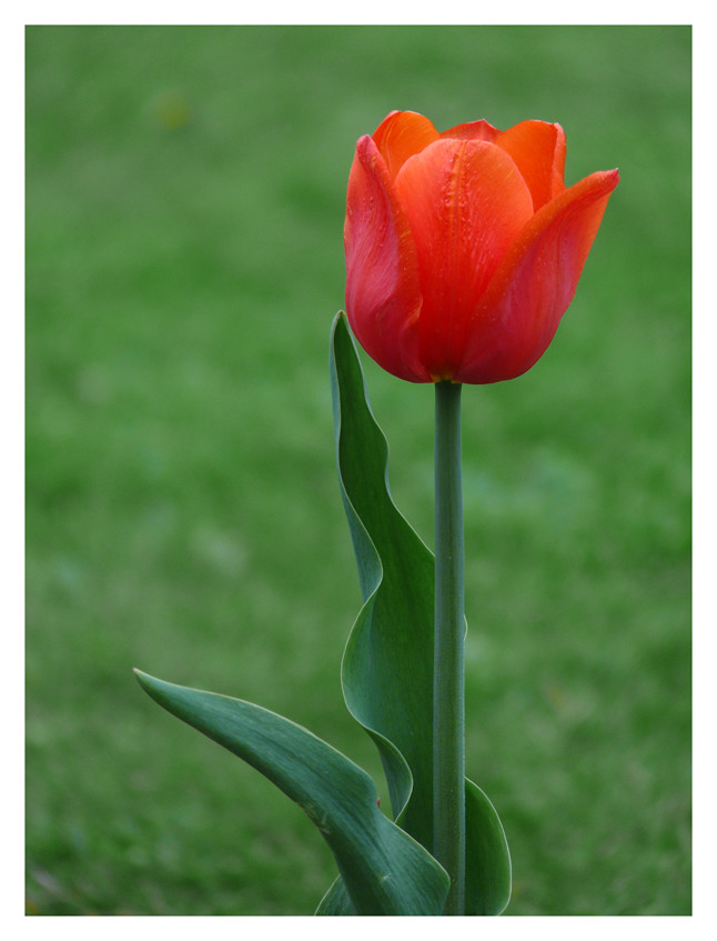 tulip