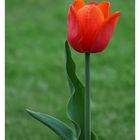 tulip