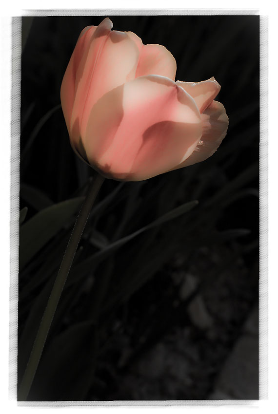 Tulip