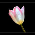 TULIP.....