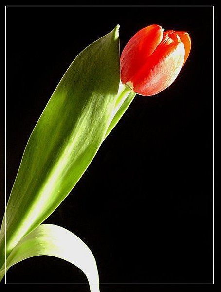 Tulip