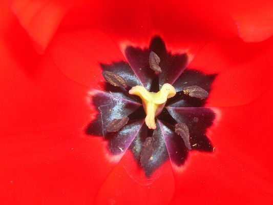 Tulip