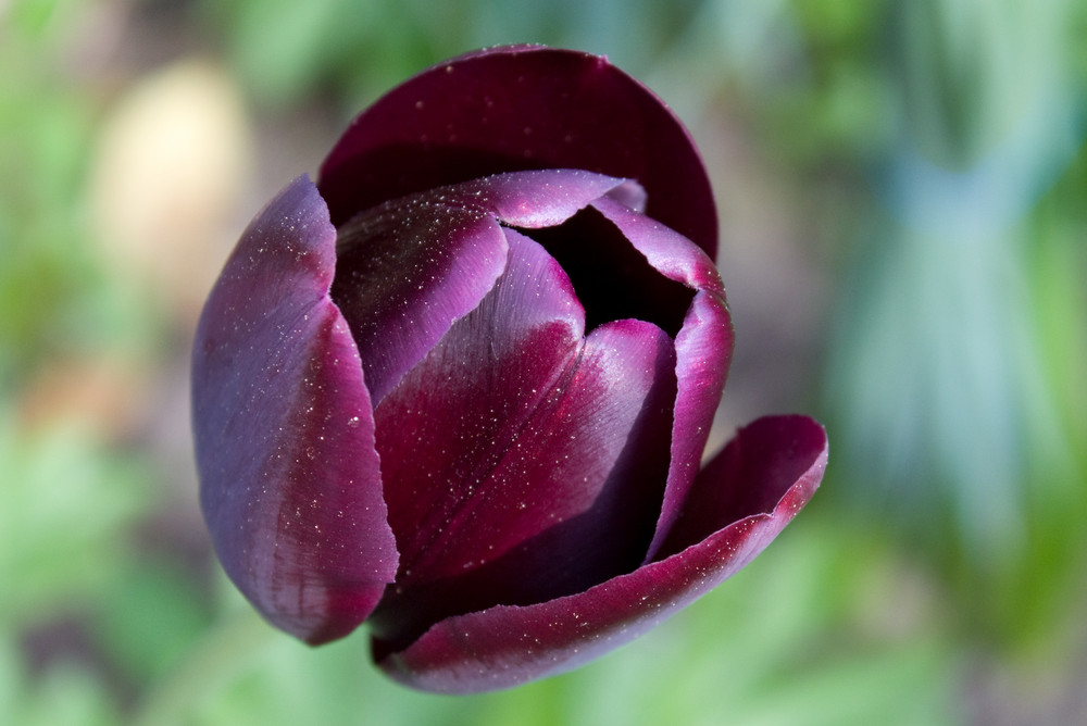 tulip by J.O.E.Y.