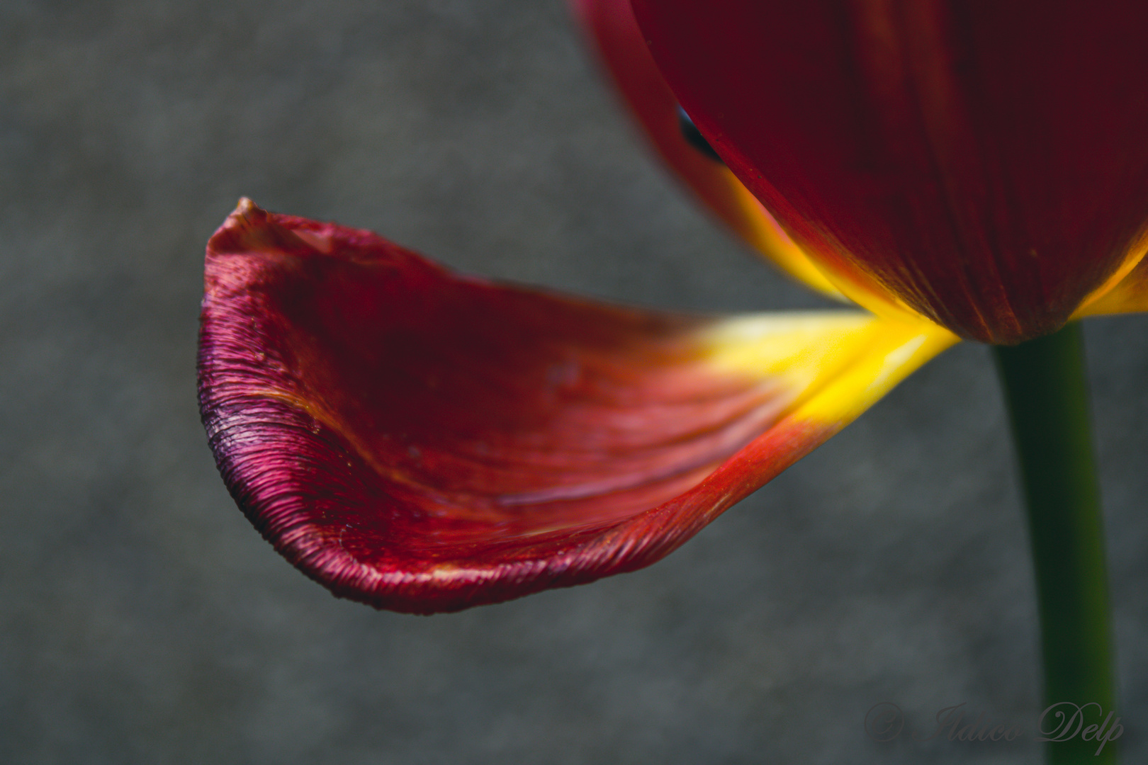 Tulip