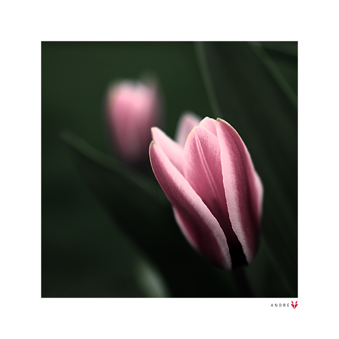 Tulip