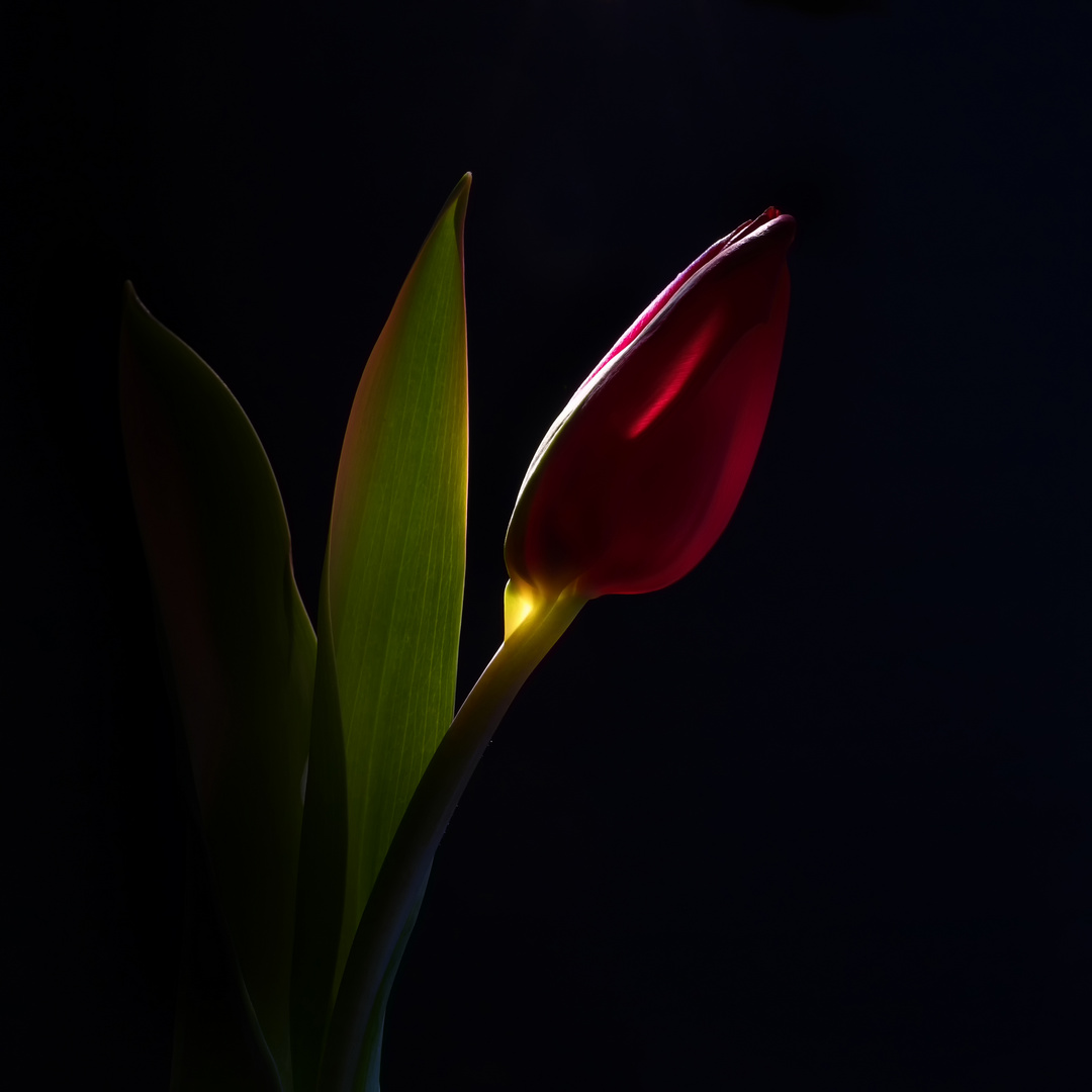 Tulip