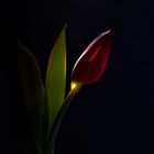 Tulip