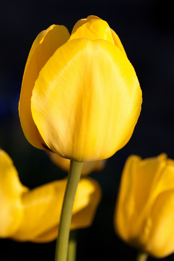 Tulip