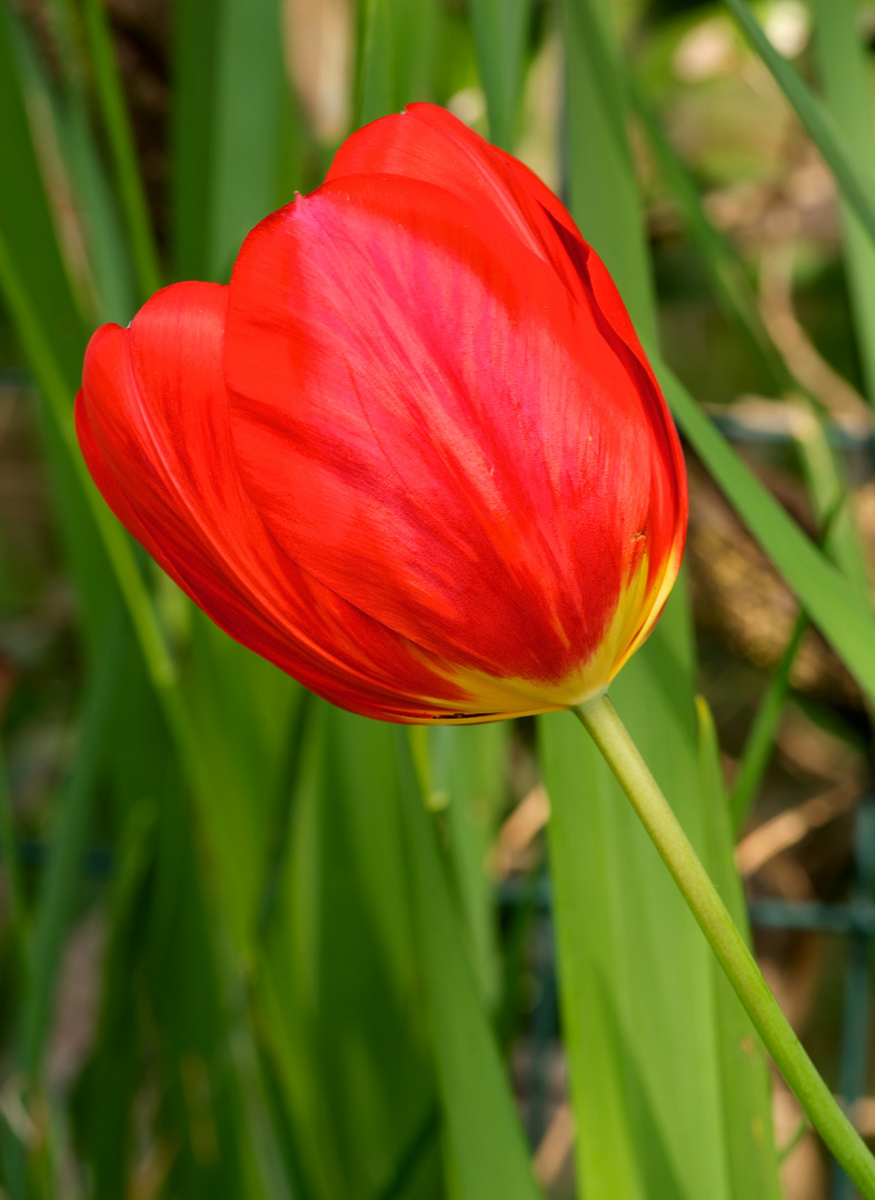 Tulip