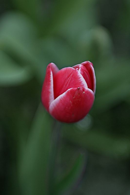 Tulip