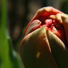 Tulip