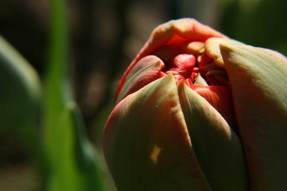 Tulip